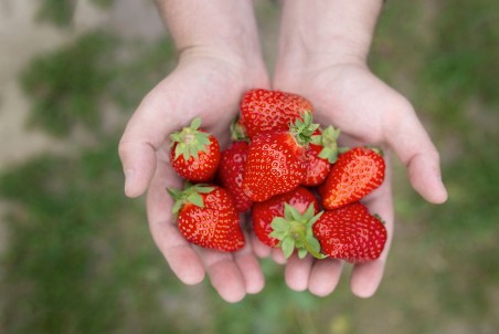 Erdbeeren Hand