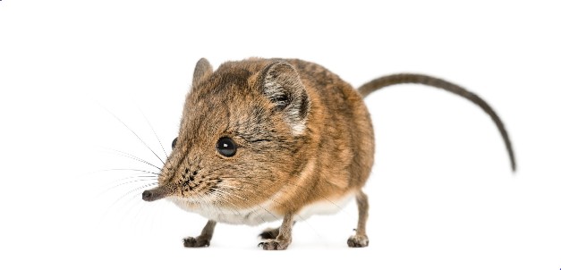 Elefantenspitzmaus