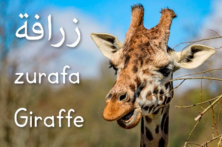 Giraffe