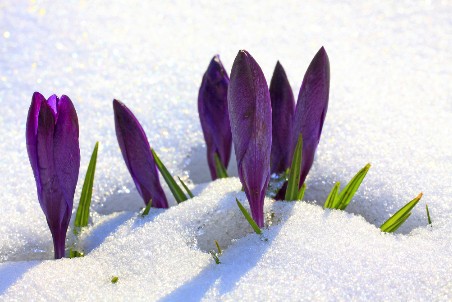 Krokusse im Schnee