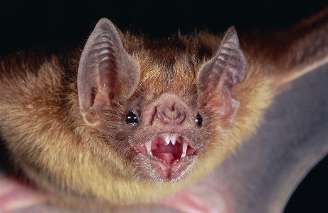 Fledermaus
