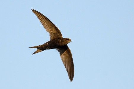 Fliegender Mauersegler vor blauem Himmel