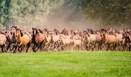 Galoppierende Wildpferdeherde