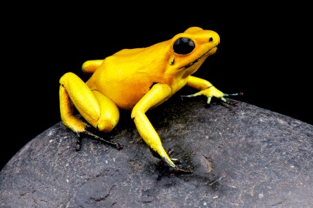 Ein gelber Pfeilgiftfrosch