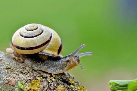 Eine Schnecke sitzt auf einem Stück Holz.