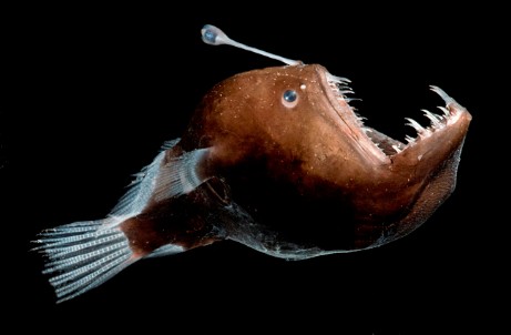 Ein Anglerfisch