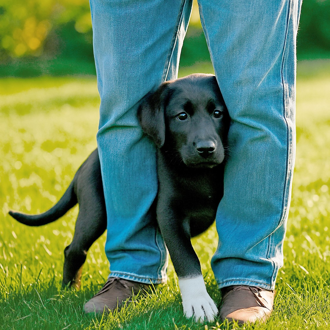 Shorty-Bild