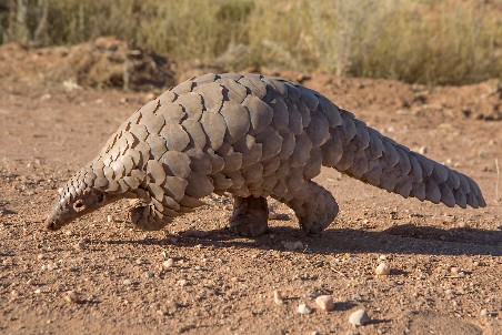 laufender Pangolin