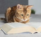 Buchabbildung