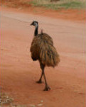 Foto: Emu